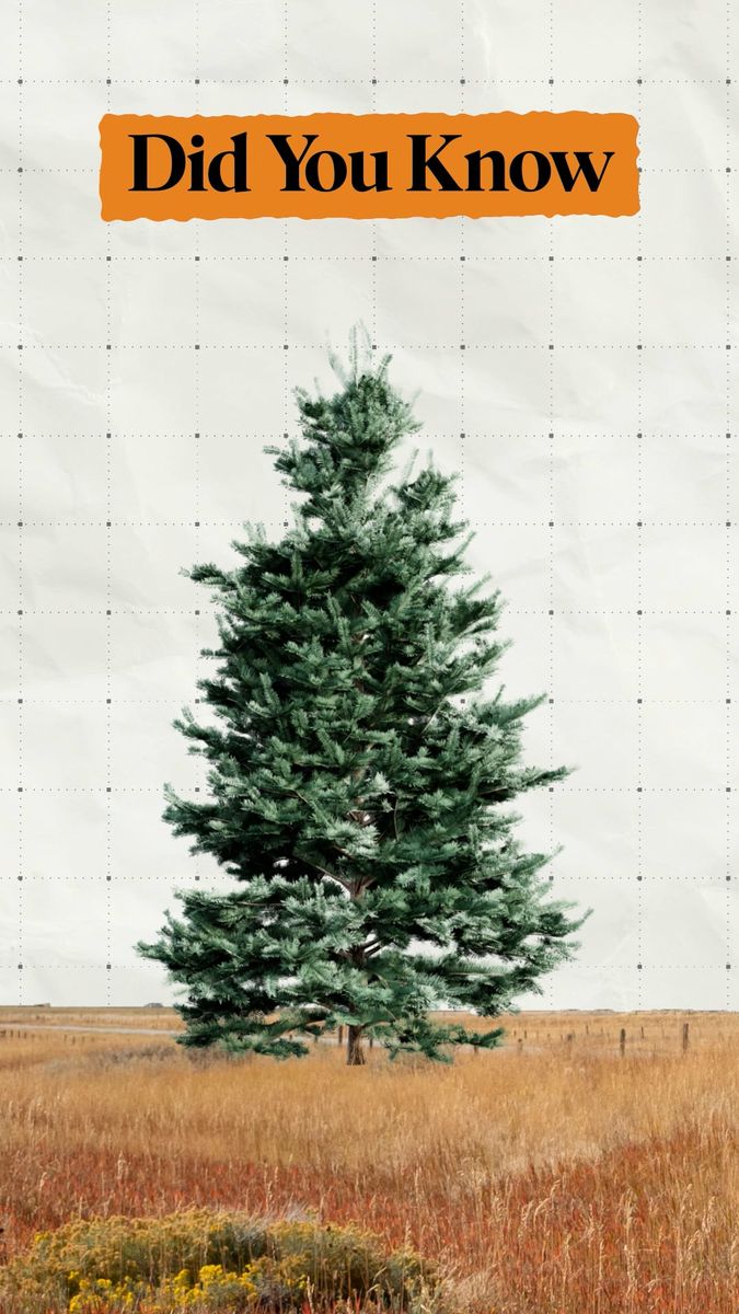 Conifer Expansion social clip
