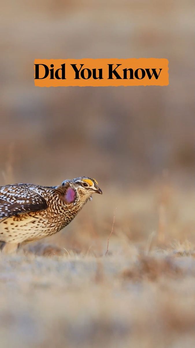 Sharp-tails and Grasslands social clip